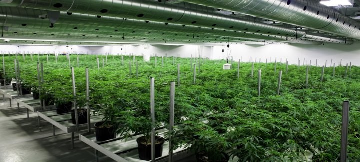 Pot promos get nipped in the bud by Health Canada