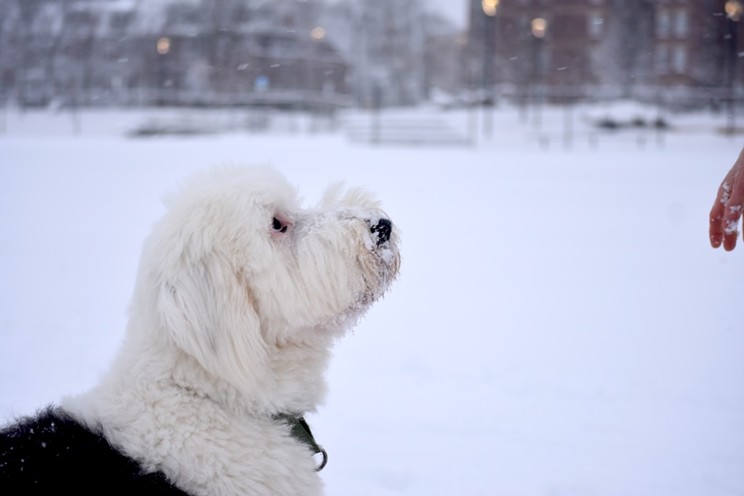 Bernie the dog—good boy, Bernie—enjoys a snow day moment.