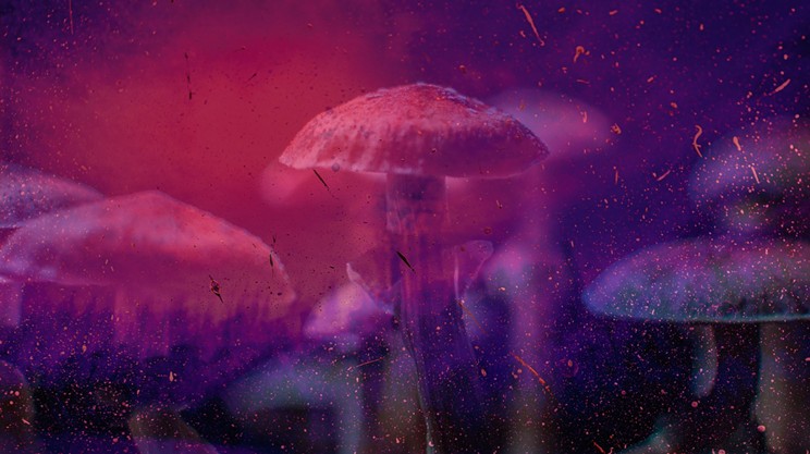 Psychedelics are becoming big business. Is Nova Scotia ready?