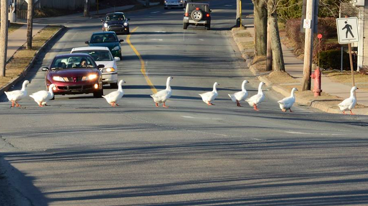 Someone ran over the Sullivan’s Pond geese and people are livid