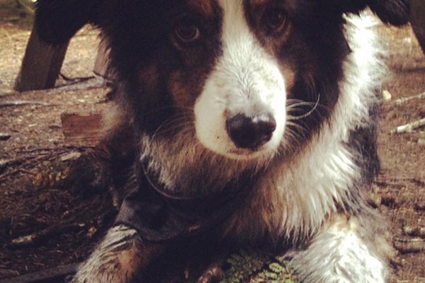 Local Instagr-animals  you need to follow