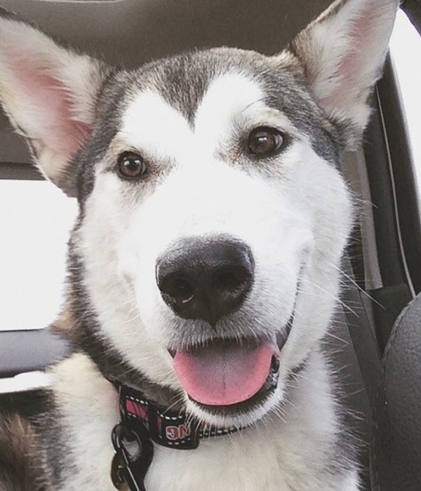 Local Instagr-animals  you need to follow