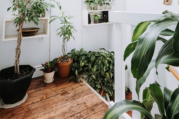 House Full of Plants’ secret garden