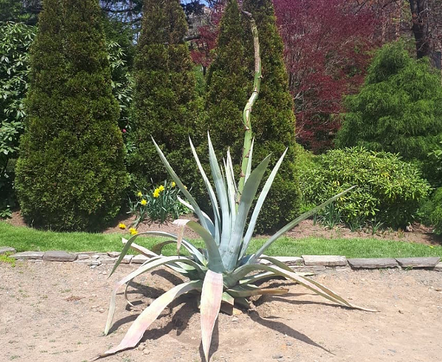 The agave plant is dead
