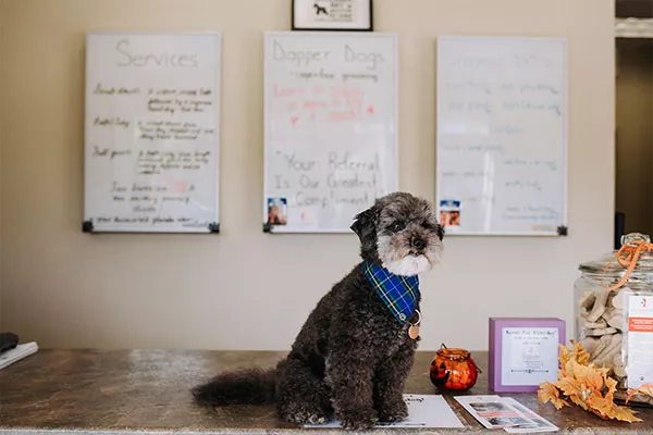 Best Dog Groomer