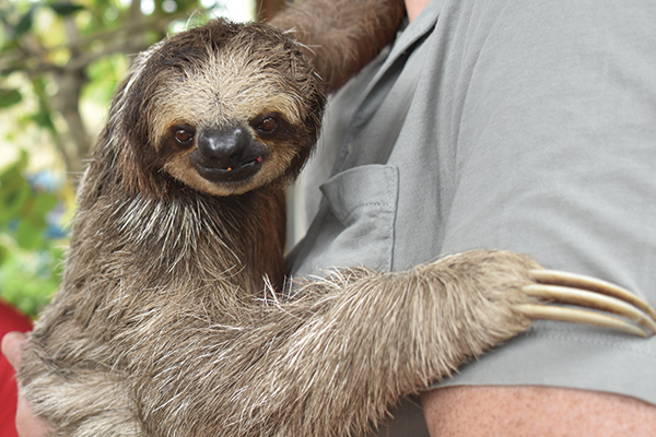 Take it slow with Lilo the sloth