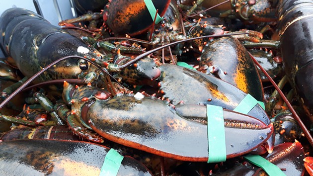 How did it get to this? A recent timeline of Indigenous lobster-fishing rights.
