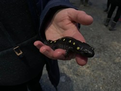 The salamander meander observes the mating rituals of the yellow-spotted salamander