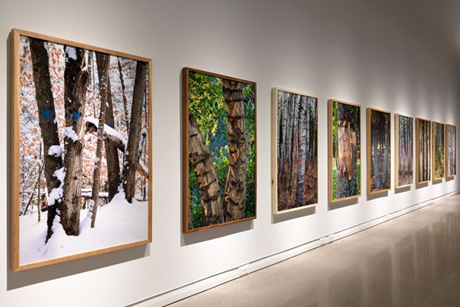 Two years after Halifax tree-girdling incident, art show reminds us of ‘importance of human relationships with trees’ (5)