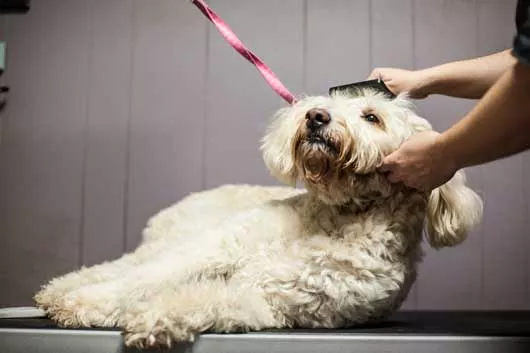 Best Dog Groomer