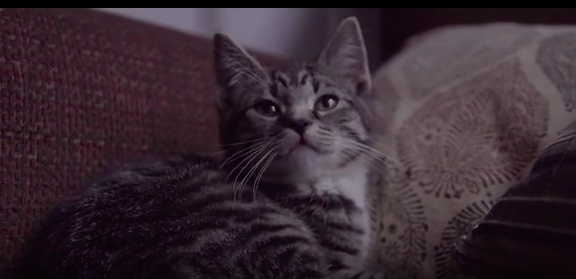 Watch: Dave Sampson's new video (there's a kitty in it)