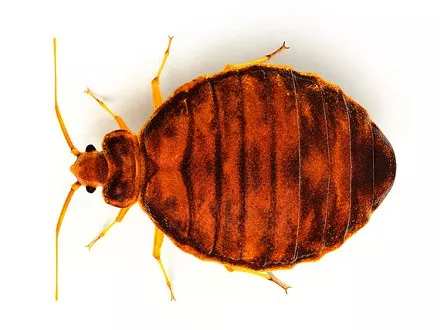 Get the bugs out!