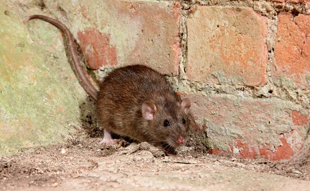 City council to look into Halifax’s rat problem