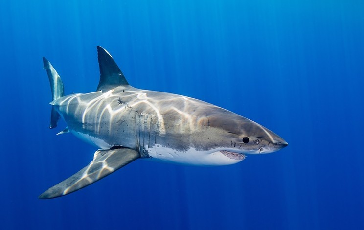 The white shark’s reputation has gotten a makeover in recent decades, from the monster of our horror movies to the misunderstood animal of our nature documentaries.