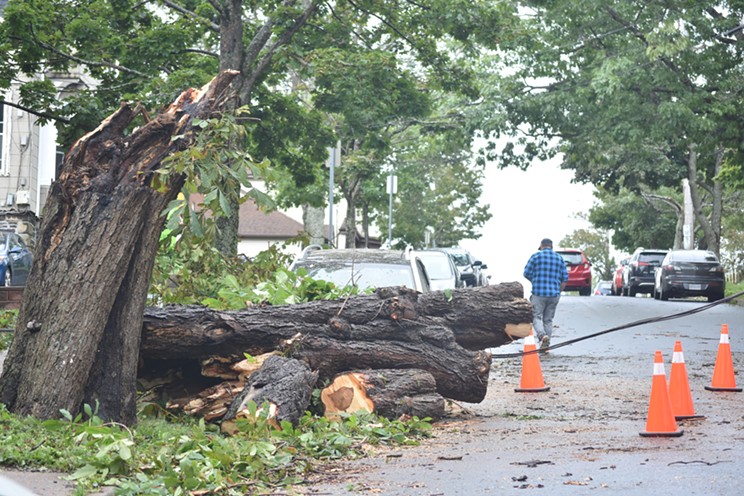 A fallen tree on Kent Street has left some apartment residents without power since Saturday morning.