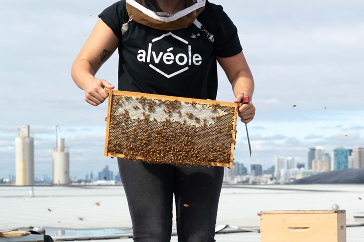 A beekeeper shows off the bees in a rooftop hive during an inspection.
