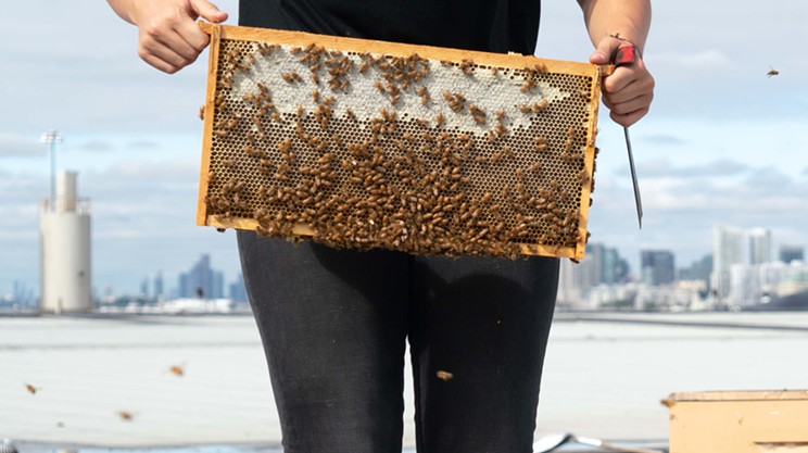 Urban beekeeping project expands to Halifax this summer